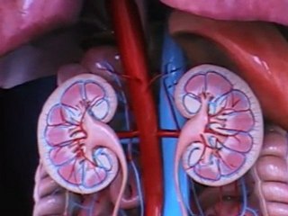 E Television Network Humanitarian Foundation on Diabetes