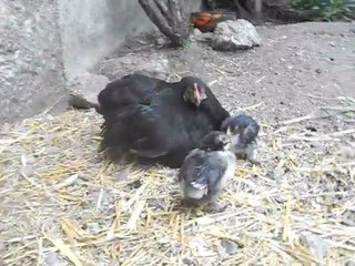 petits poussins
