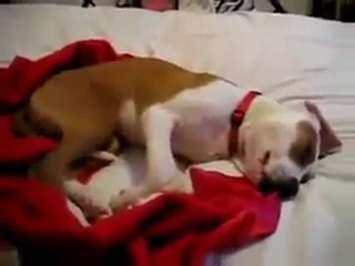 Rüyasında Gülen Köpek Uyanınca Utanıyor