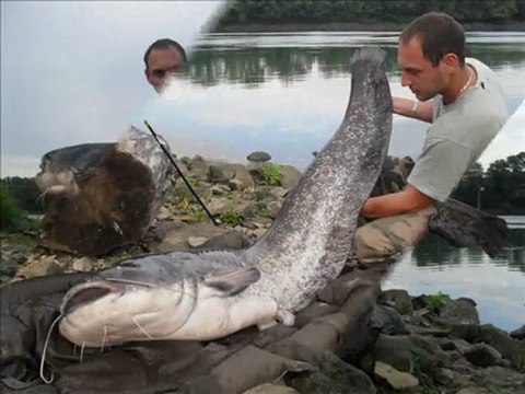 Yrag juillet 2011, wels catfish comm d'hab ...