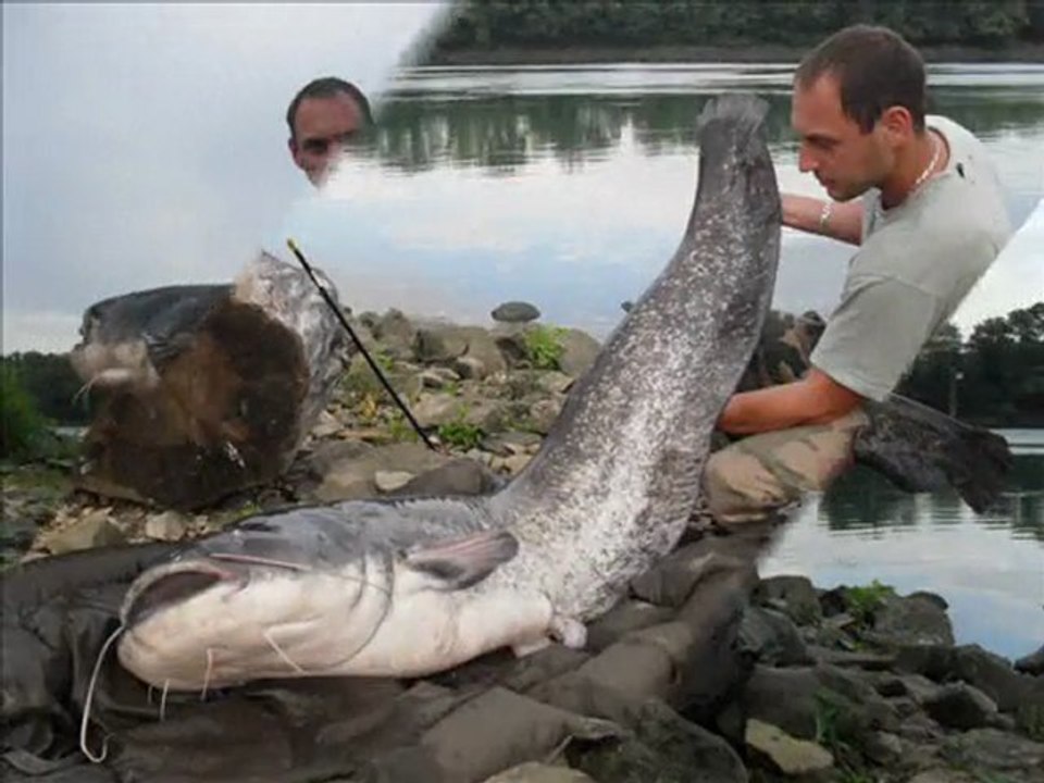 Yrag juillet 2011, wels catfish comm d'hab ...