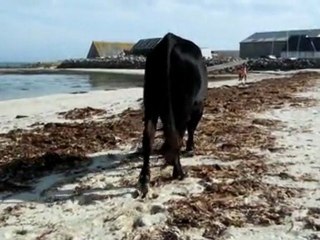 Un taureau de corrida sur une plage