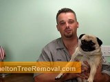Common mistake made when choosing a tree removal company