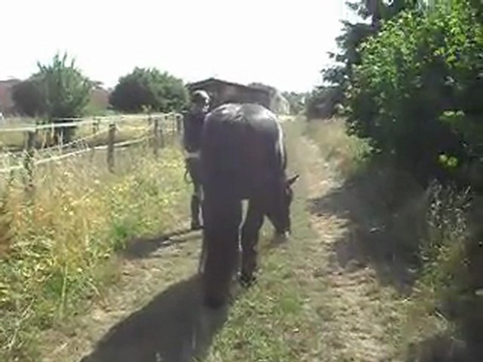 LES POULAINS MERENS, 2 ans. 05/07/2011 2 SDC10789