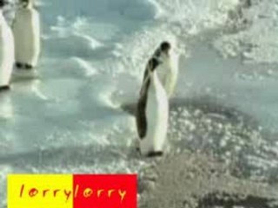 pinguin