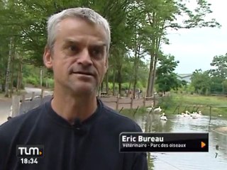 Nicostratos: rencontre avec les pélicans du film