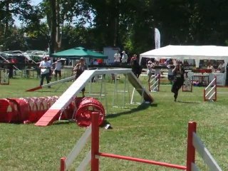 Auckland Agility 1 Finale Eyrages 2011