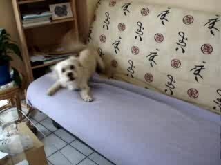 Kym dit titi le fou :-)