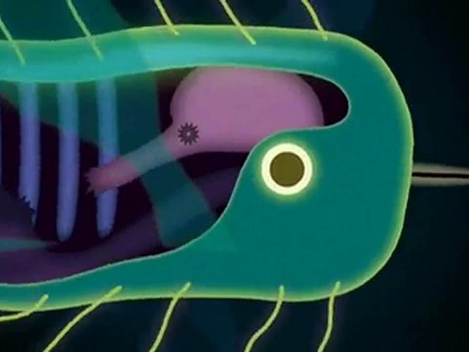 Syd Matters - Hi Life