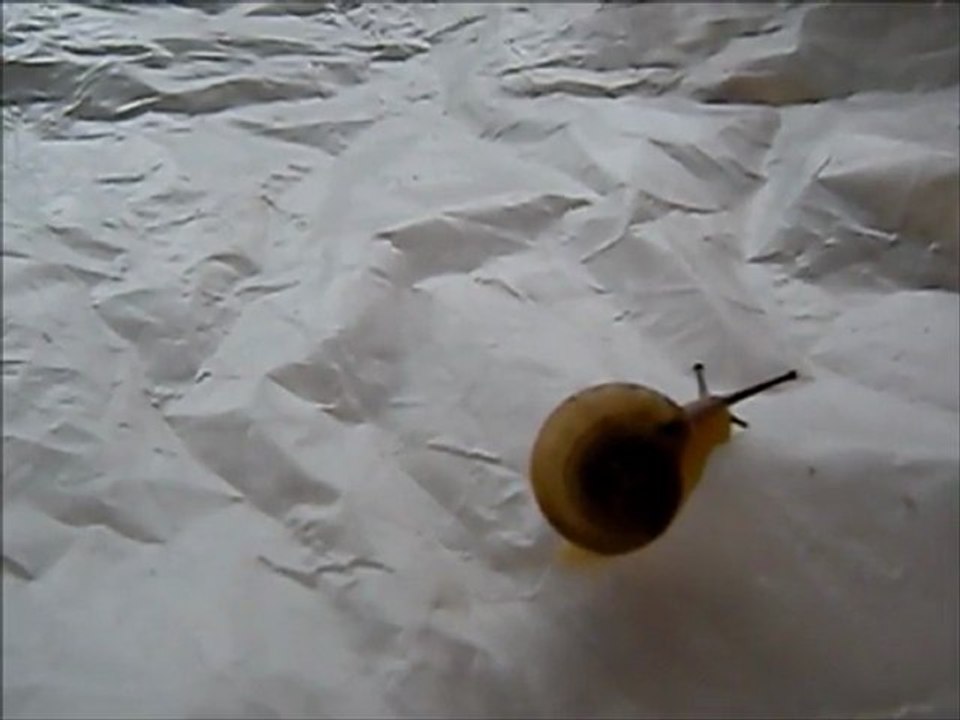 かたつむりbye bye bye