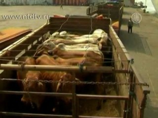Австралия отменяет запрет на экспорт живого скота