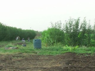 Agricultura x ouro negro