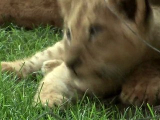 Nuevo Spot de Bioparc Valencia - "Cachorros" 2011