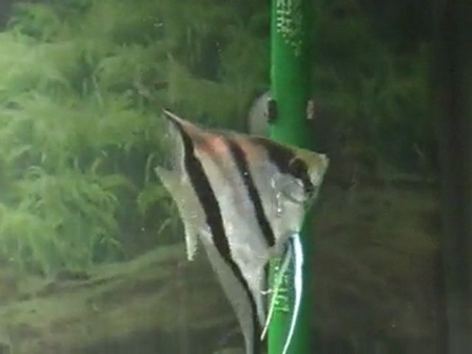 Rio manacapuru ponte.