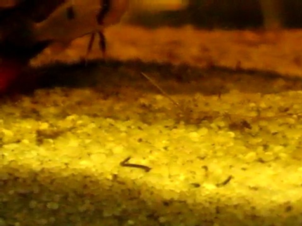 alevins_apistogramma_abacaxis