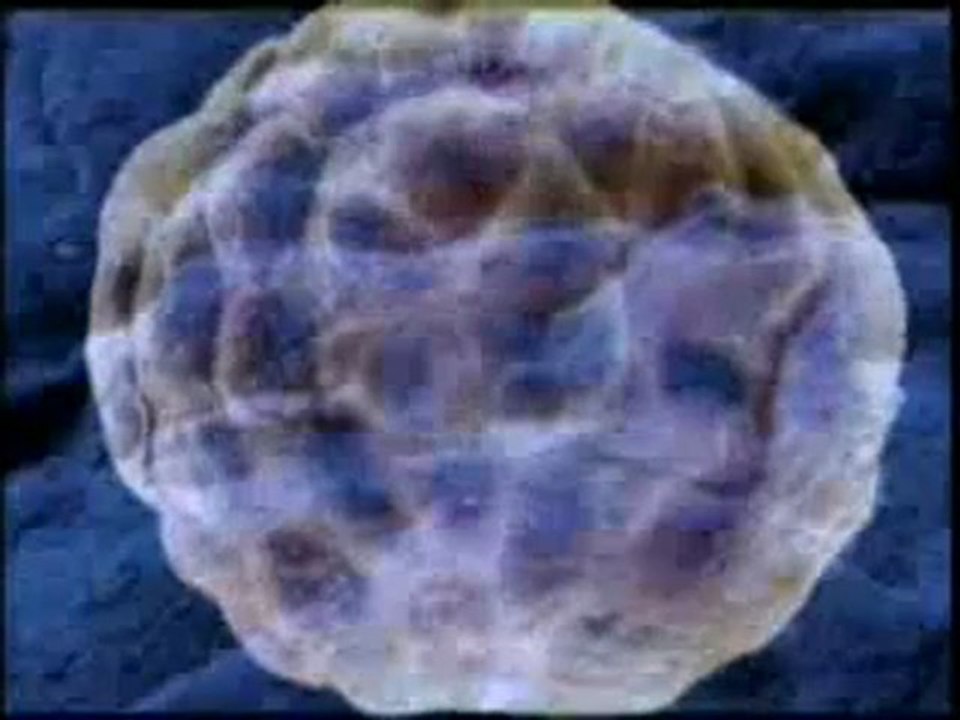 Kuran mucizeleri: Rahme asılıp tutulan alak