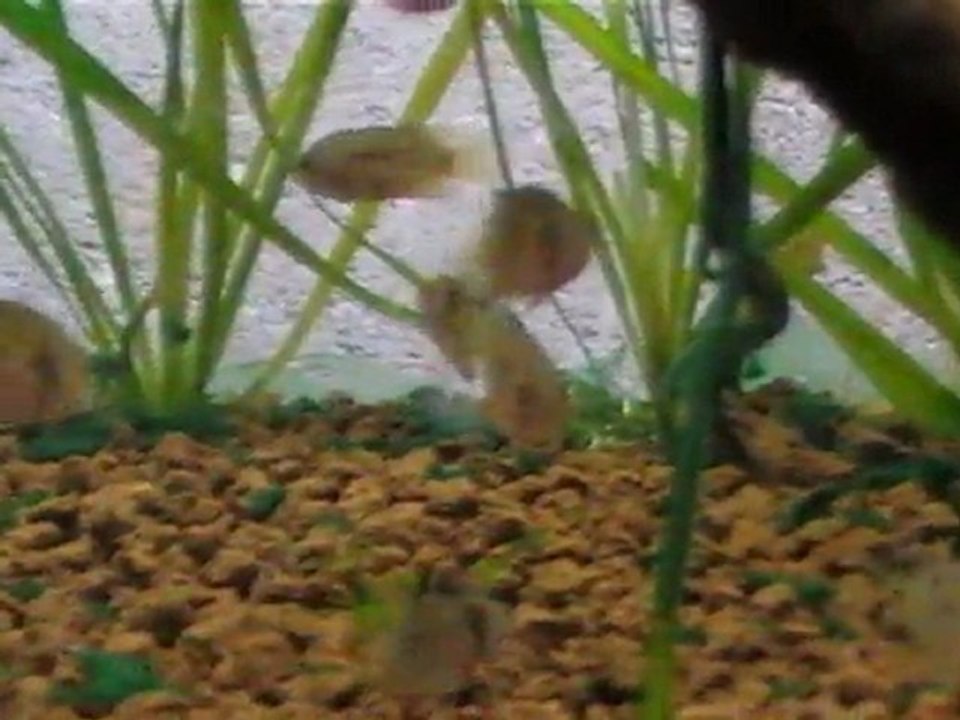 alevins_Cleithracara_maronii3