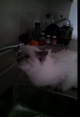 Plume ragdoll a soif video-08-07-2011
