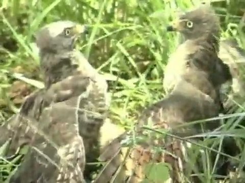 Animais sofrem com as queimadas nos canaviais do interior de São Paulo Jornal Hoje