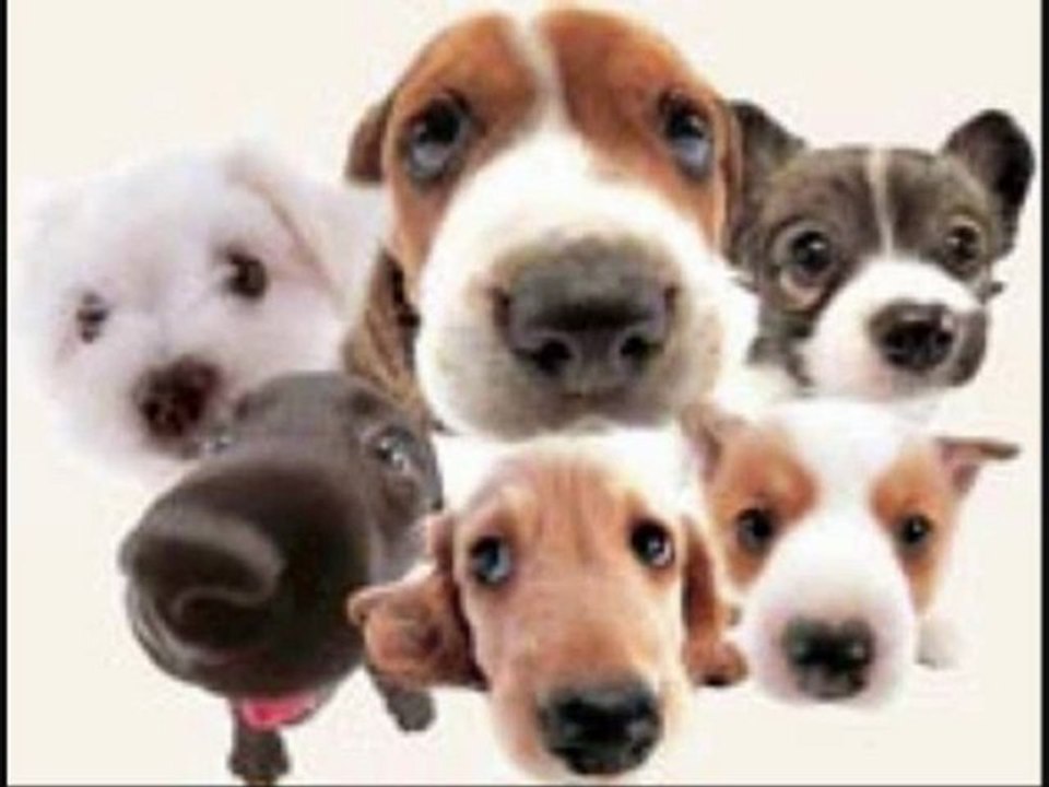 Escolher raças de cães