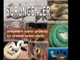 Proje Tabanlı Öğrenme-Canlılar Dünyasını Gezelim, Tanıyalım