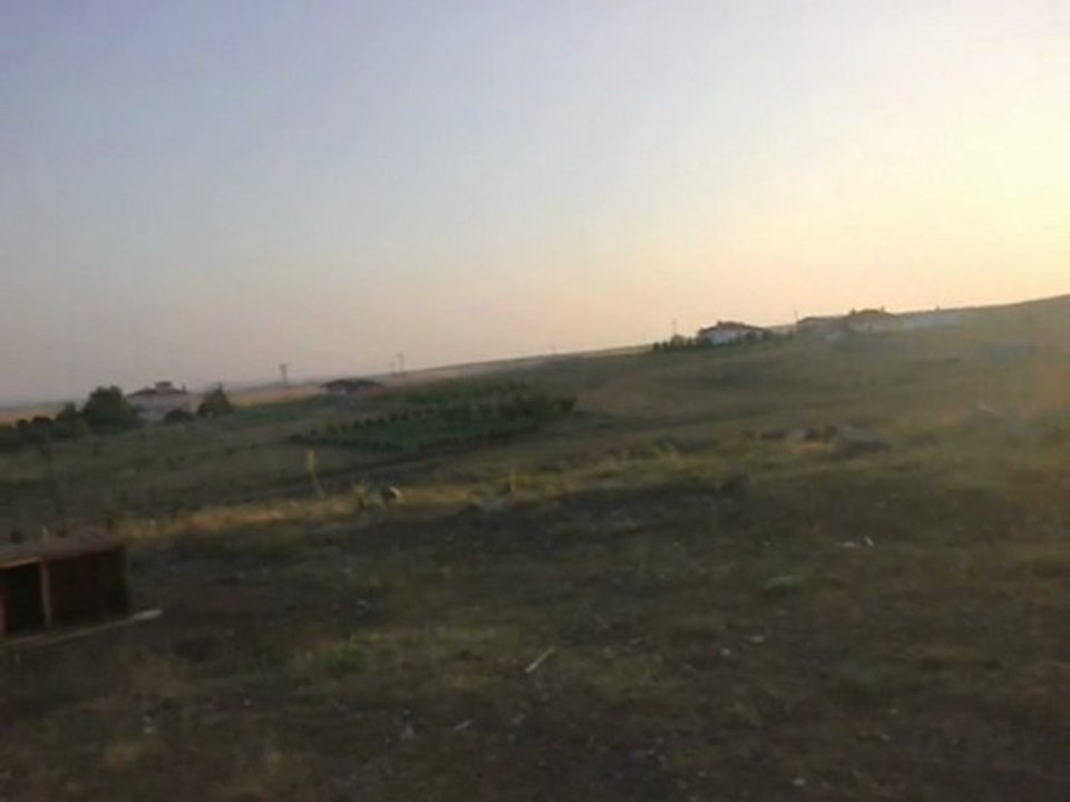 bozkirli yavru