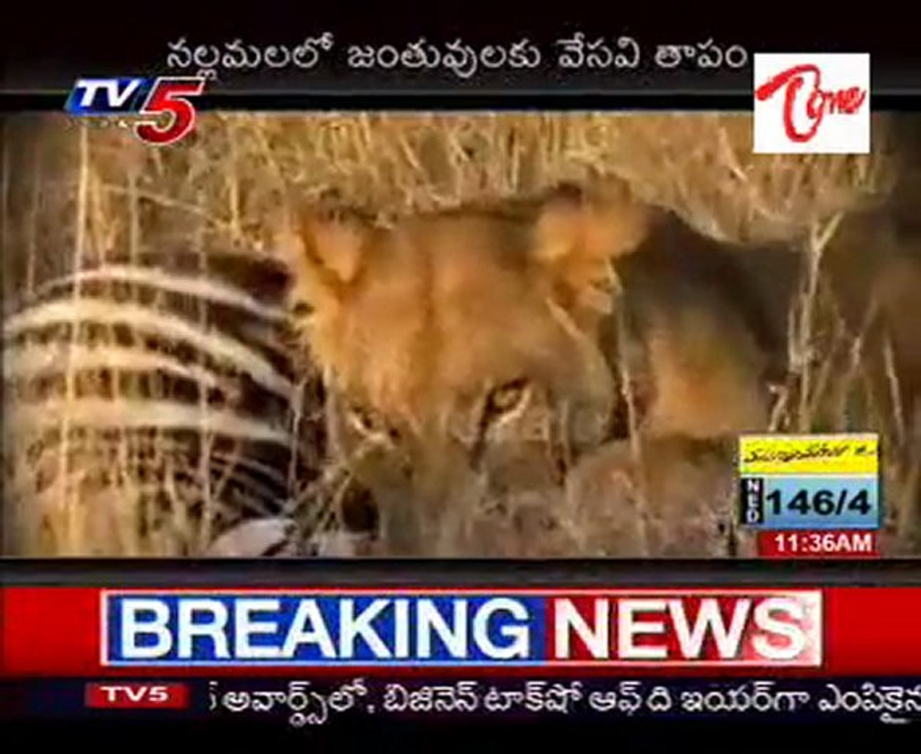Tv5 News - Special On Nallamala Forest Animals - video Dailymotion