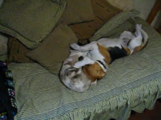 L'amour fou entre un chien et un chat (Argentine)