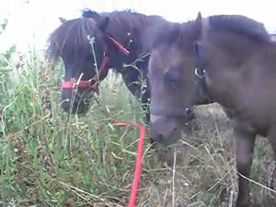 Pouliche Shetland X Mérens 1,5 mois: balade 3) 08/07/2011 SDC11079