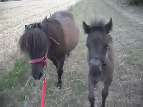 Pouliche Shetland X Mérens 1,5 mois: balade 4) 08/07/2011 SDC11078