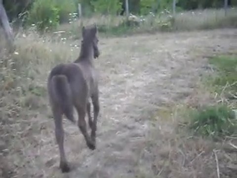 Pouliche Shetland X Mérens 1,5 mois balade 5) 08/07/2011