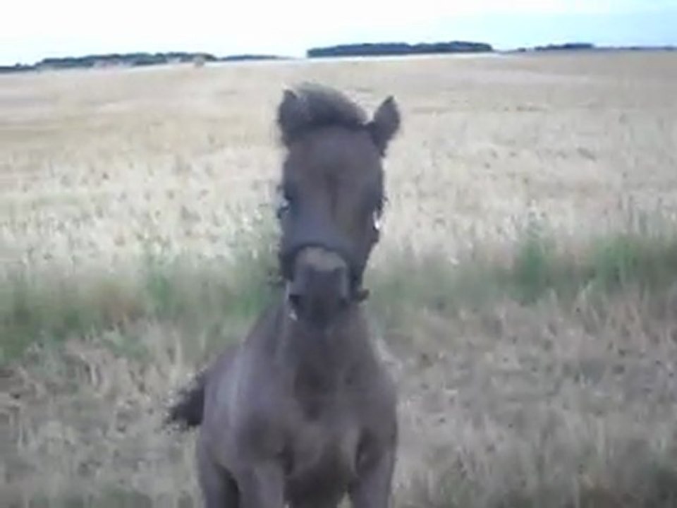 Pouliche Shetland X Mérens 1,5 mois; Balade 6) 08/07/2011. SDC11076
