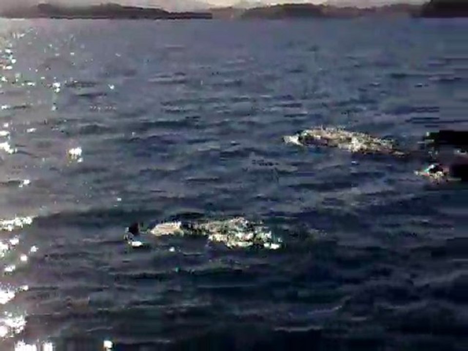 Les dauphins Les dauphins !!