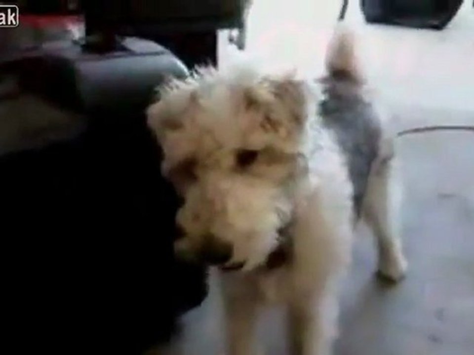 Dog Encounters Helium