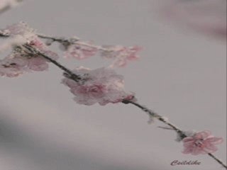 Sadrettin Özçimi-9/1