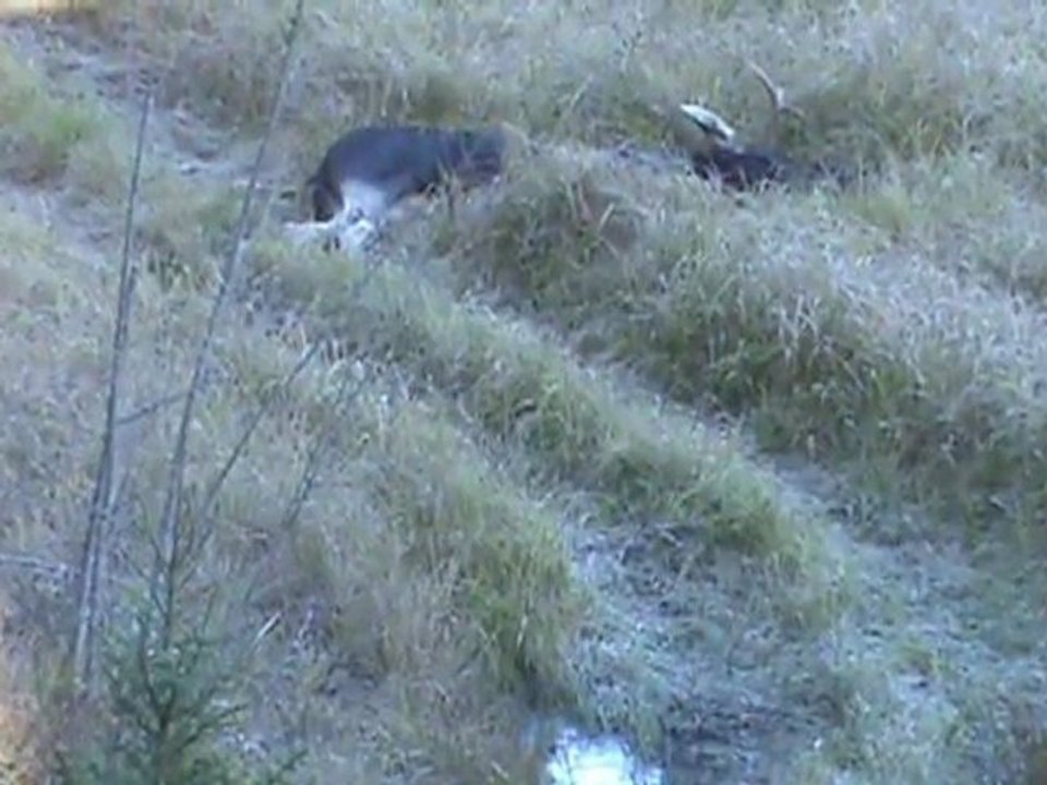 chasse orignal 2010(chasse évolution)