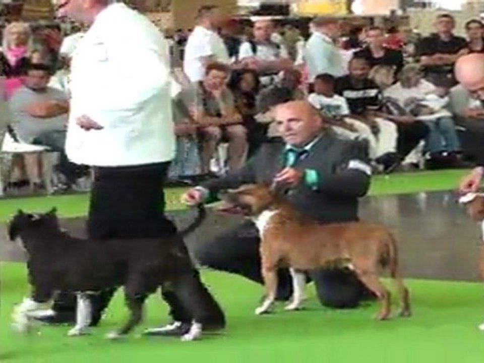 world dog show 2011