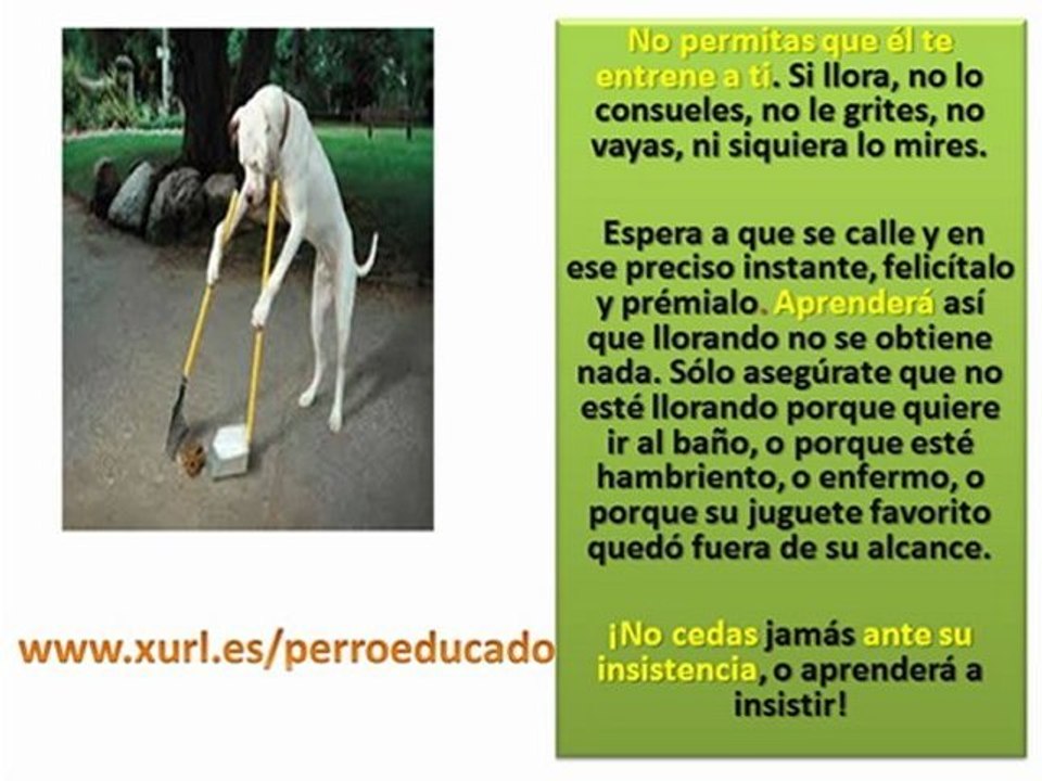 Tips para adiestrar un perro (adiestramiento canino, enseñar un perro, adiestrador)
