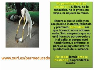 Tips para adiestrar un perro (adiestramiento canino, enseñar un perro, adiestrador)