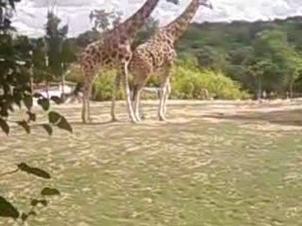 girafe4