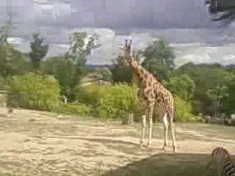 girafe5