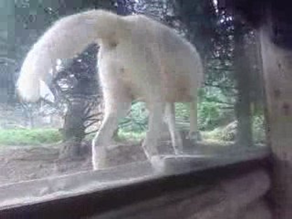 loup blanc