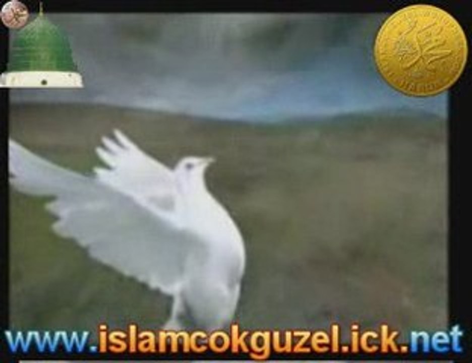 Seni Seviyorum