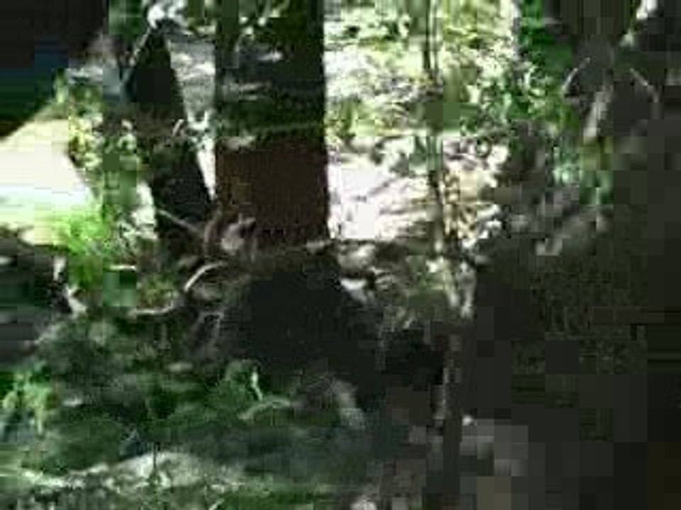 Ourson en pleine liberté parc Yosemite