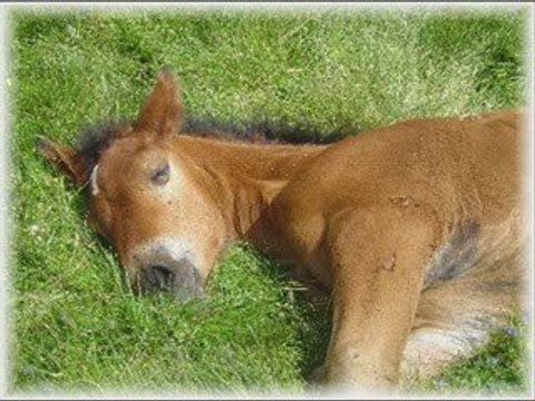 Chevaux maltraités...STOP !