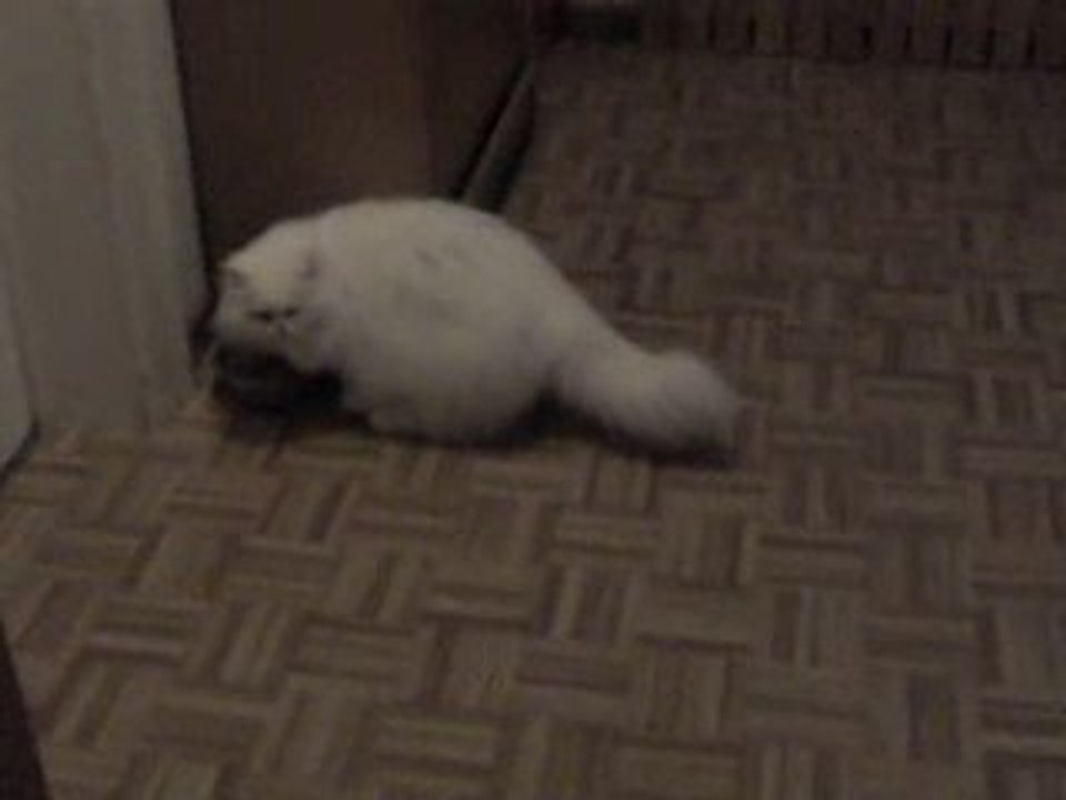 chats Olivia1