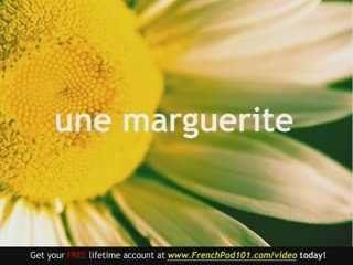 Learn French - French Plants Vocabulary