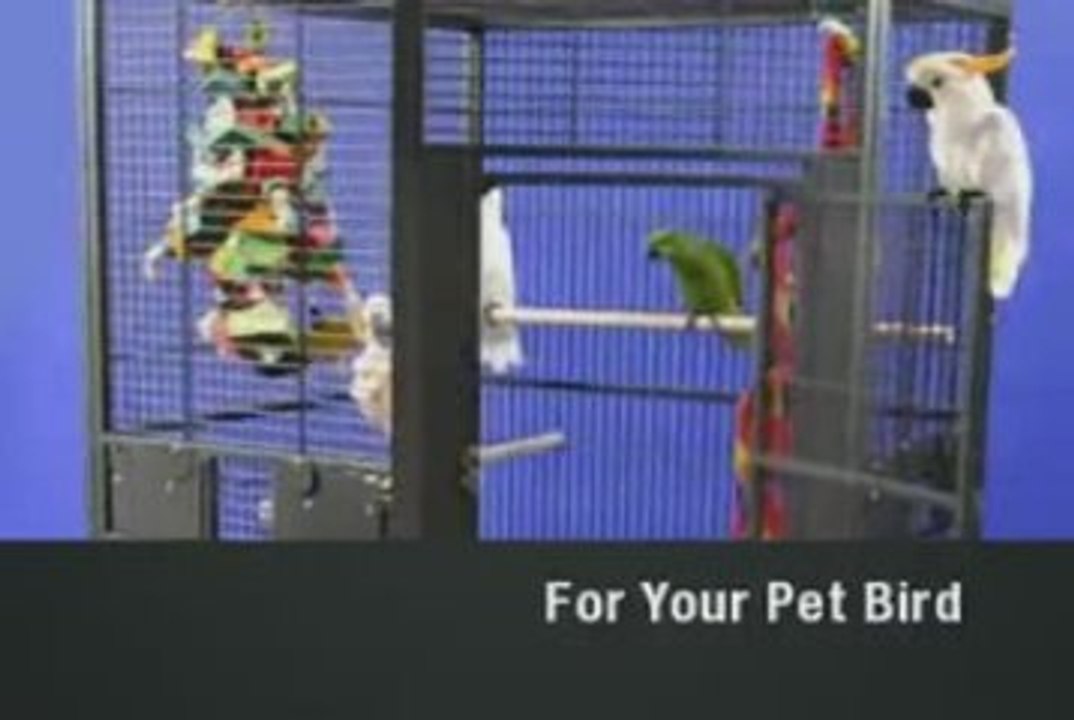 Choosing a pet bird cage