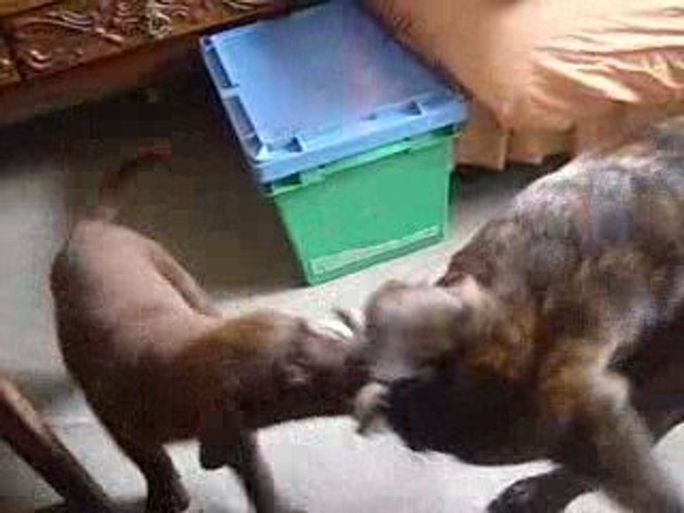 bébé labrador
