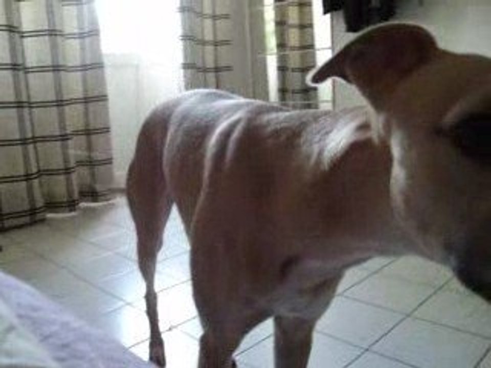 Bibou pousse sa gueullante